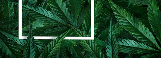 marijuana leaves highlighted with focus area