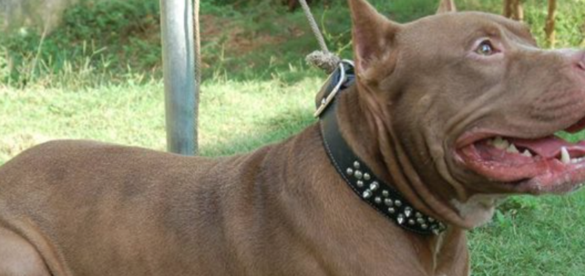 Are Pit Bulls The Most Dangerous Breed O Hara Law Firm